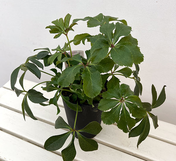 高正園さんのクリスマスローズ:ダブル レッド5号ポット