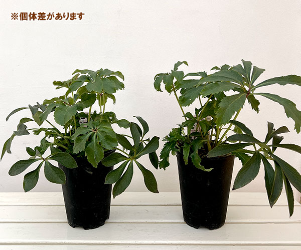 高正園さんのクリスマスローズ:ダブル レッド5号ポット