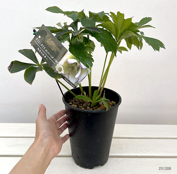 高正園さんのクリスマスローズ:ダブル 糸ピコティ丁子咲き5号ポット