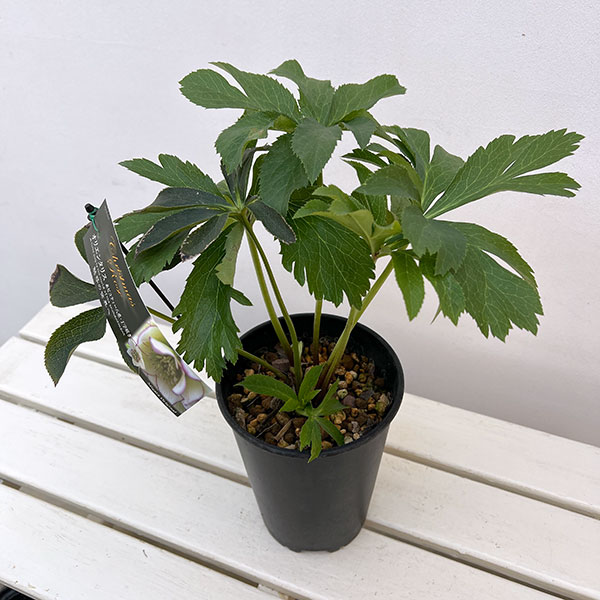 高正園さんのクリスマスローズ:ダブル 糸ピコティ丁子咲き5号ポット