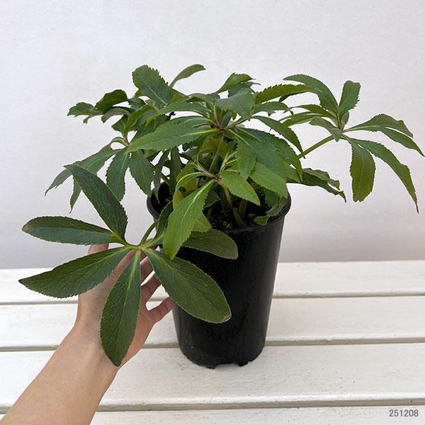 高正園さんのクリスマスローズ:ダブル グリーン5号ポット