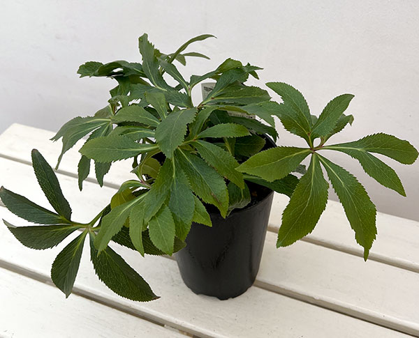 高正園さんのクリスマスローズ:ダブル グリーン5号ポット