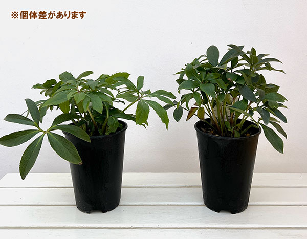 高正園さんのクリスマスローズ:ダブル グリーン5号ポット