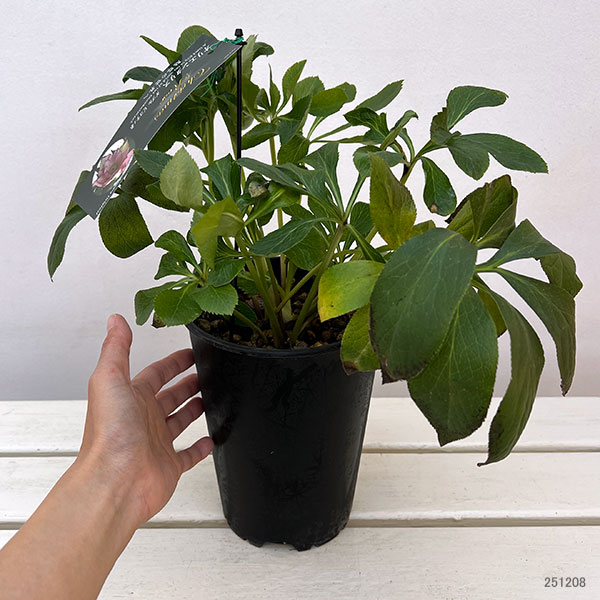 高正園さんのクリスマスローズ:ダブル ピコティ5号ポット