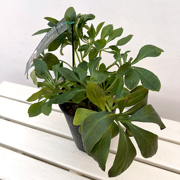 高正園さんのクリスマスローズ:ダブル ピコティ5号ポット