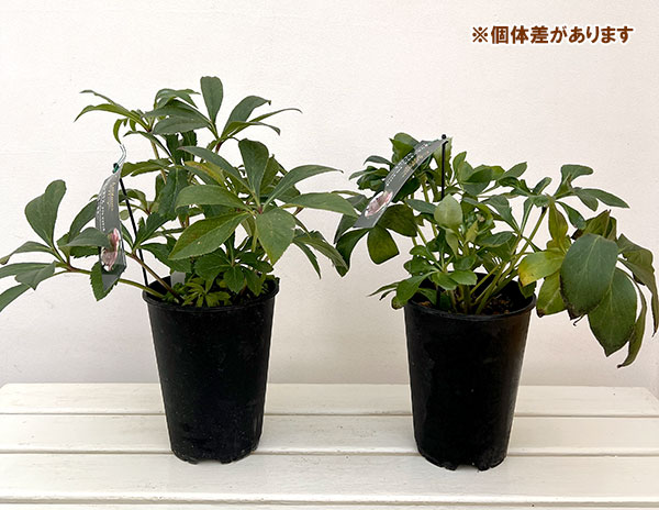 高正園さんのクリスマスローズ:ダブル ピコティ5号ポット