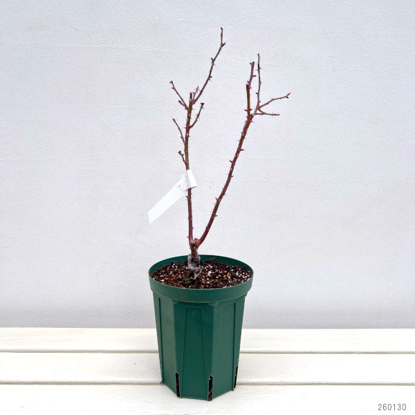 フロリバンダ：アムステルダム接木苗4号ロングポット(バラ)