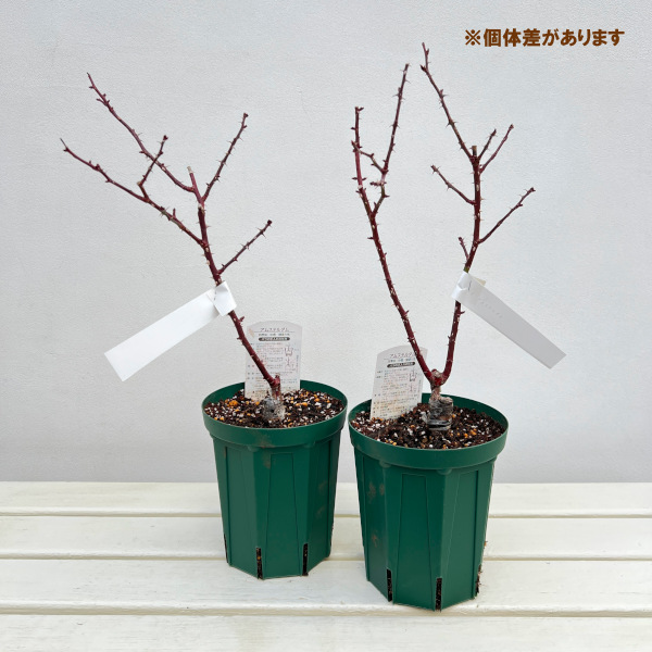 フロリバンダ：アムステルダム接木苗4号ロングポット(バラ)