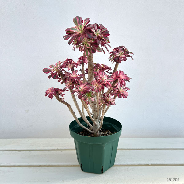 アエオニウム：シャネル　5.5号ポット