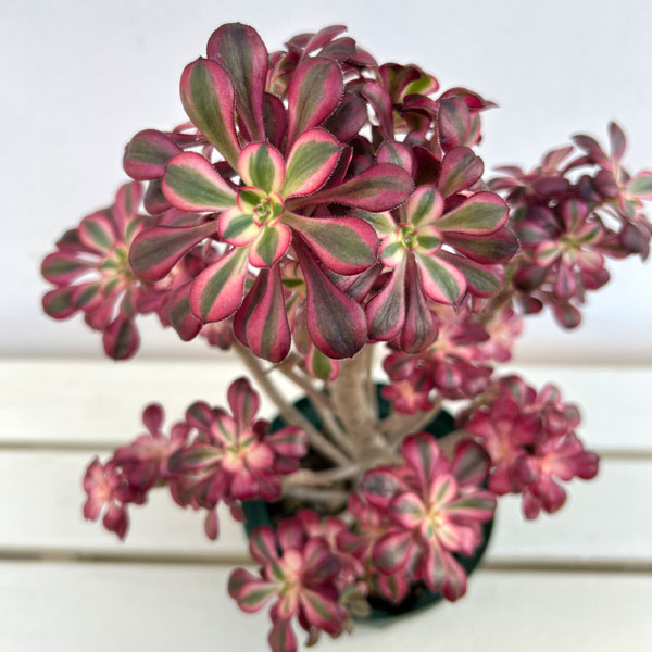 アエオニウム：シャネル　5.5号ポット