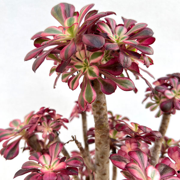 アエオニウム：シャネル　5.5号ポット