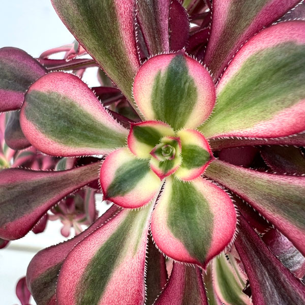 アエオニウム：シャネル　5.5号ポット