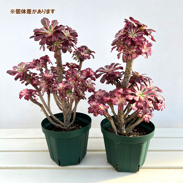 アエオニウム：シャネル　5.5号ポット