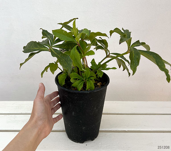 高正園さんのクリスマスローズ:ダブル・セミダブル オーレア系5号ポット