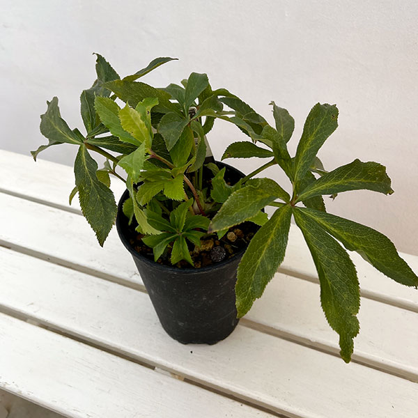 高正園さんのクリスマスローズ:ダブル・セミダブル オーレア系5号ポット