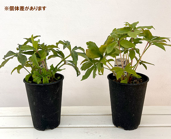 高正園さんのクリスマスローズ:ダブル・セミダブル オーレア系5号ポット