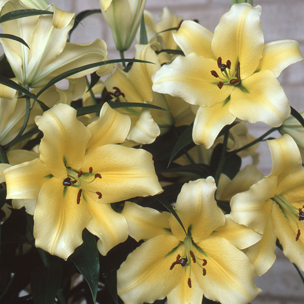 大輪の花を咲かせるオリエンタルリリーの球根　豪華7品種セット