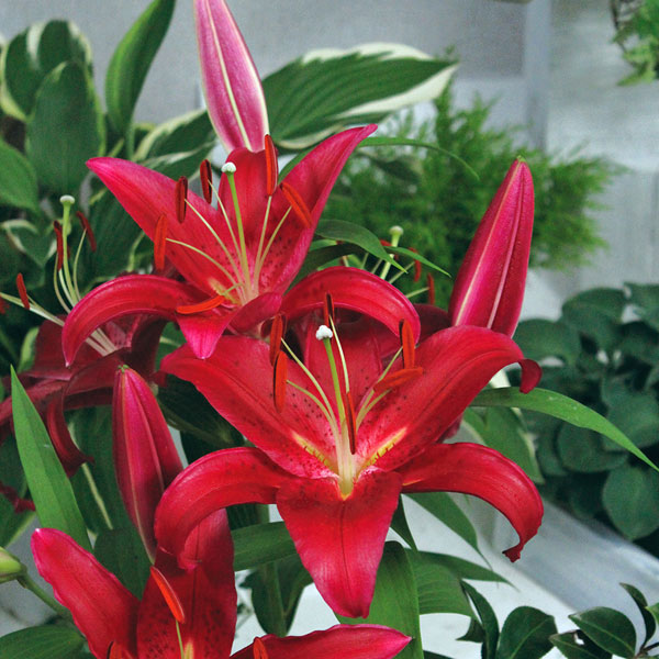 大輪の花を咲かせるオリエンタルリリーの球根　豪華7品種セット