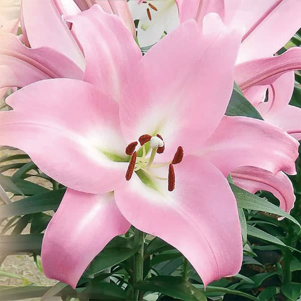 大輪の花を咲かせるオリエンタルリリーの球根　豪華7品種セット