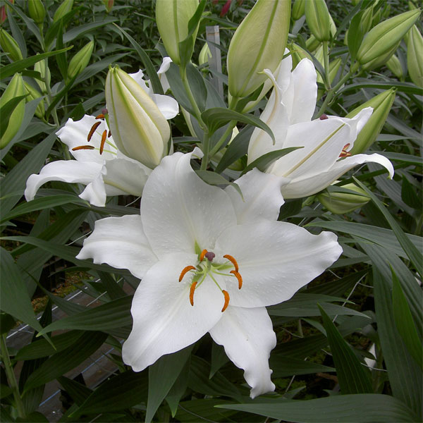 大輪の花を咲かせるオリエンタルリリーの球根　豪華7品種セット