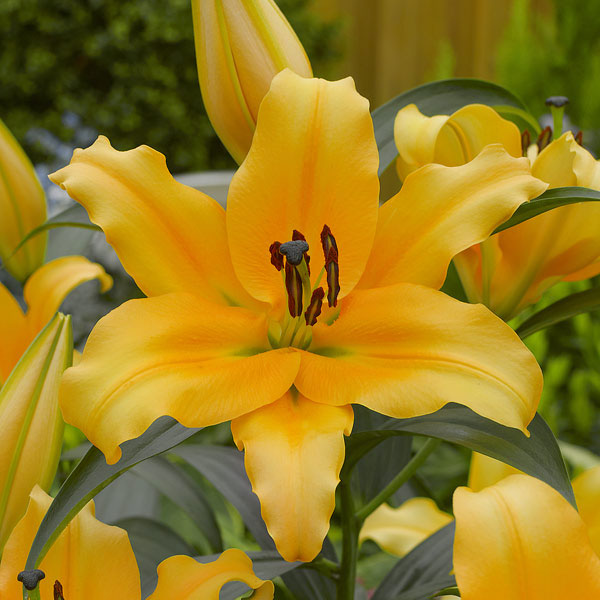 大輪の花を咲かせるオリエンタルリリーの球根　豪華7品種セット