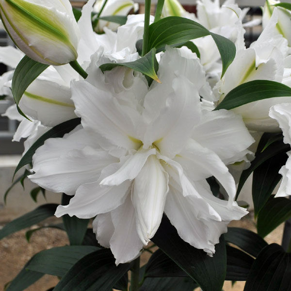 大輪の花を咲かせるオリエンタルリリーの球根　豪華7品種セット