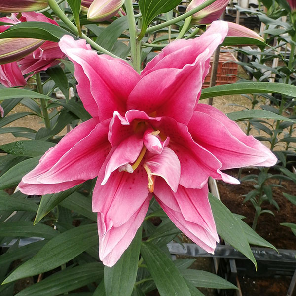 大輪の花を咲かせるオリエンタルリリーの球根　豪華7品種セット