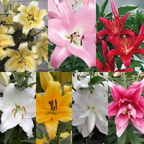 大輪の花を咲かせるオリエンタルリリーの球根　豪華7品種セット