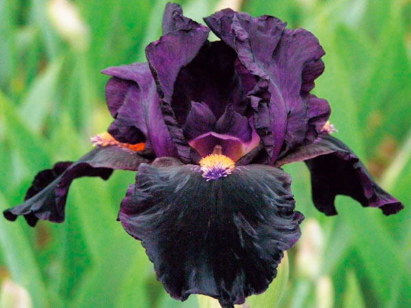 [26年1月中下旬予約]ジャーマンアイリス：デビルメイケア3.5号ポット