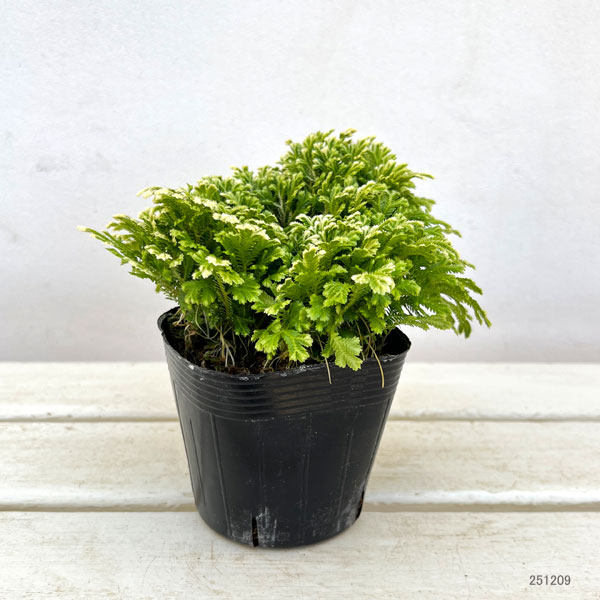 セラギネラ:スノーリー3.5号ポット