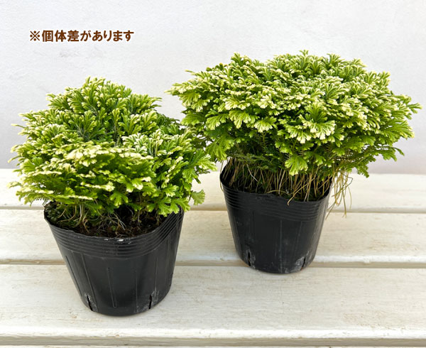 セラギネラ:スノーリー3.5号ポット