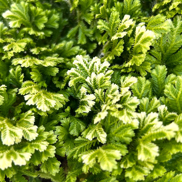 セラギネラ:スノーリー3.5号ポット