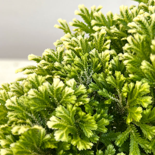 セラギネラ:スノーリー3.5号ポット