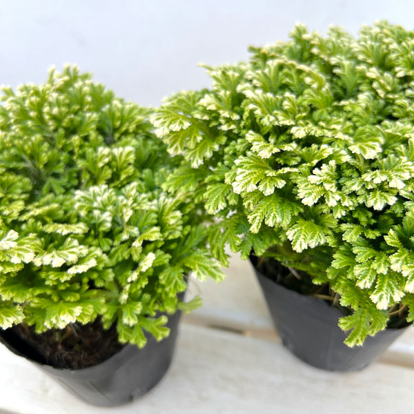 セラギネラ:スノーリー3.5号ポット