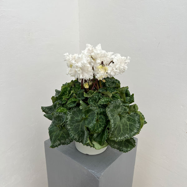 シクラメン:さかもと園芸さん試作株 ホワイト系(25-06)5号鉢植え