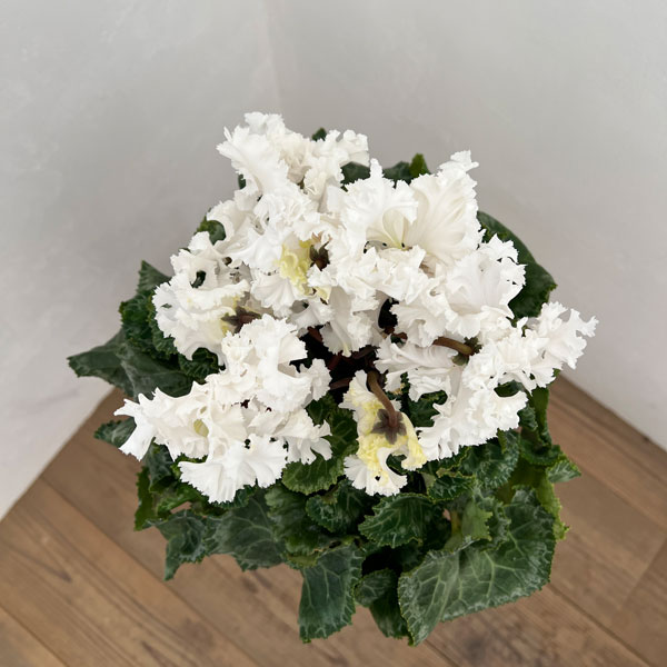 シクラメン:さかもと園芸さん試作株 ホワイト系(25-06)5号鉢植え