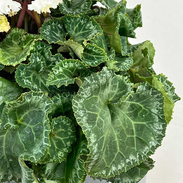 シクラメン:さかもと園芸さん試作株 ホワイト系(25-06)5号鉢植え