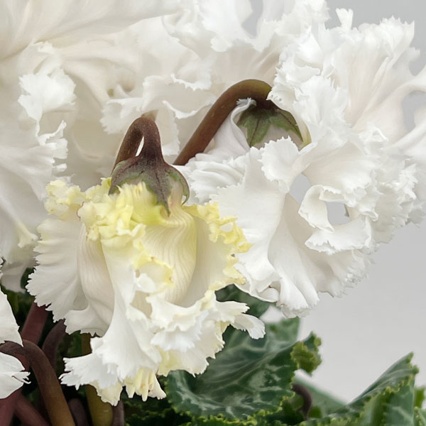 シクラメン:さかもと園芸さん試作株 ホワイト系(25-06)5号鉢植え