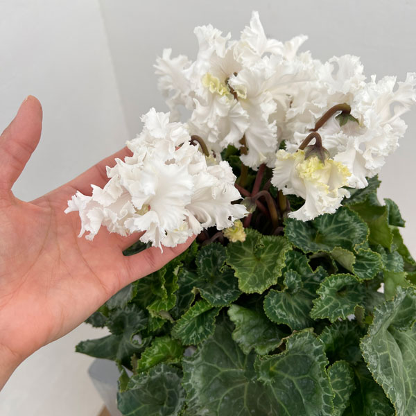 シクラメン:さかもと園芸さん試作株 ホワイト系(25-06)5号鉢植え