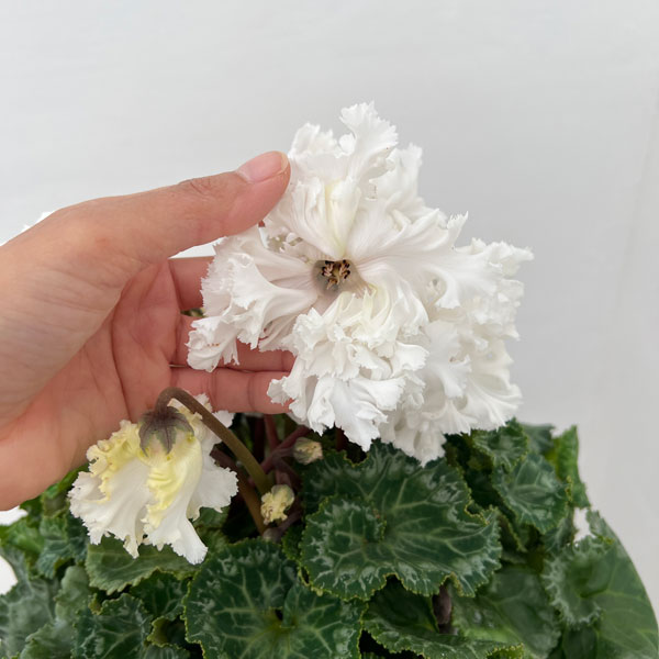 シクラメン:さかもと園芸さん試作株 ホワイト系(25-06)5号鉢植え