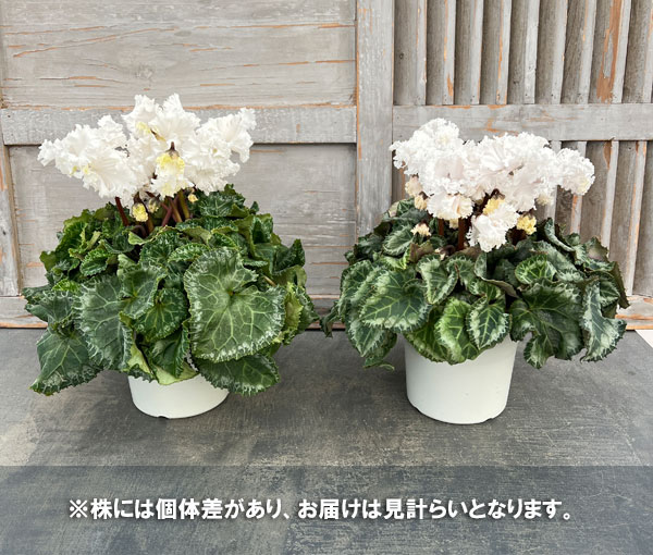 シクラメン:さかもと園芸さん試作株 ホワイト系(25-06)5号鉢植え