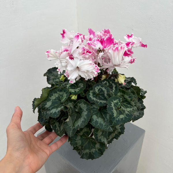 シクラメン:さかもと園芸さん試作株 ホワイトピンク系(25-07)5号鉢植え