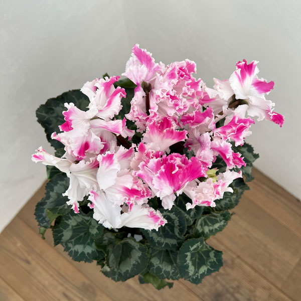 シクラメン:さかもと園芸さん試作株 ホワイトピンク系(25-07)5号鉢植え