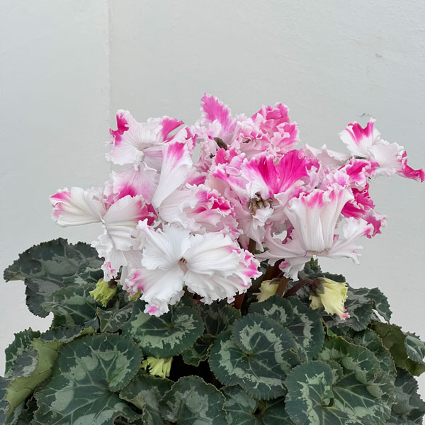 シクラメン:さかもと園芸さん試作株 ホワイトピンク系(25-07)5号鉢植え