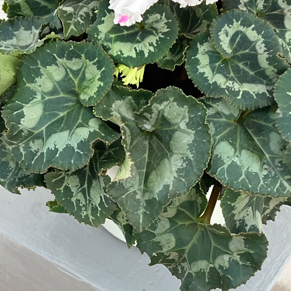 シクラメン:さかもと園芸さん試作株 ホワイトピンク系(25-07)5号鉢植え