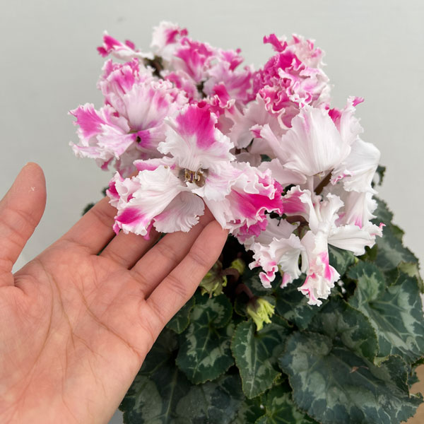 シクラメン:さかもと園芸さん試作株 ホワイトピンク系(25-07)5号鉢植え