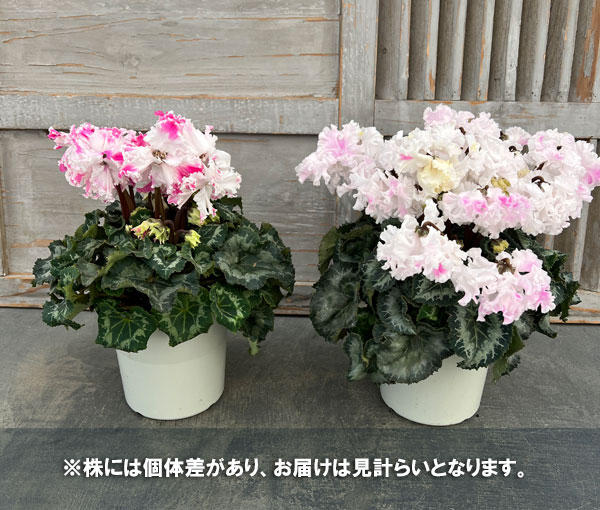 シクラメン:さかもと園芸さん試作株 ホワイトピンク系(25-07)5号鉢植え