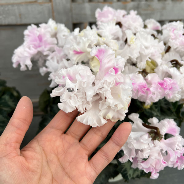シクラメン:さかもと園芸さん試作株 ホワイトピンク系(25-07)5号鉢植え