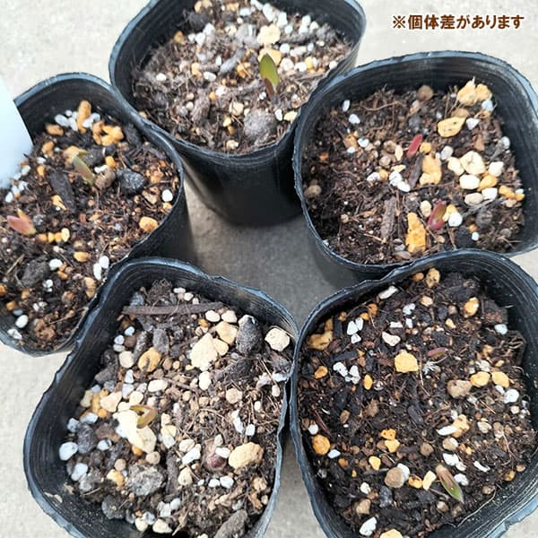 ラケナリア：ビリディフローラ芽出しポット2球植え