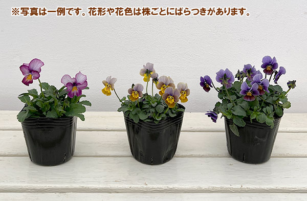 ビオラ：アンティーク系ミックス3号ポット